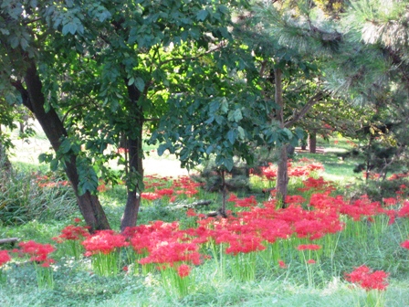 花言葉は・・想うあなたは一人・彼岸花
