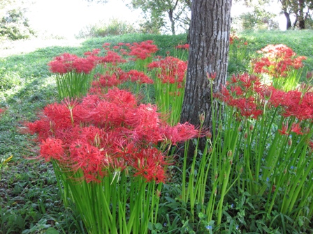 花言葉は・・想うあなたは一人・彼岸花