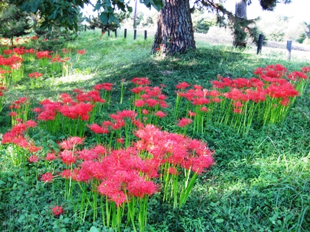 花言葉は・・想うあなたは一人・彼岸花
