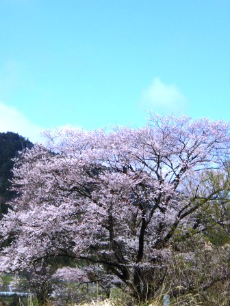 一瞬の青空・桜