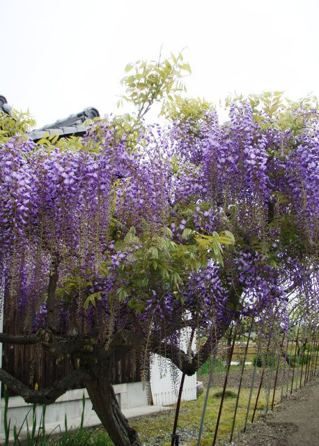 藤の花