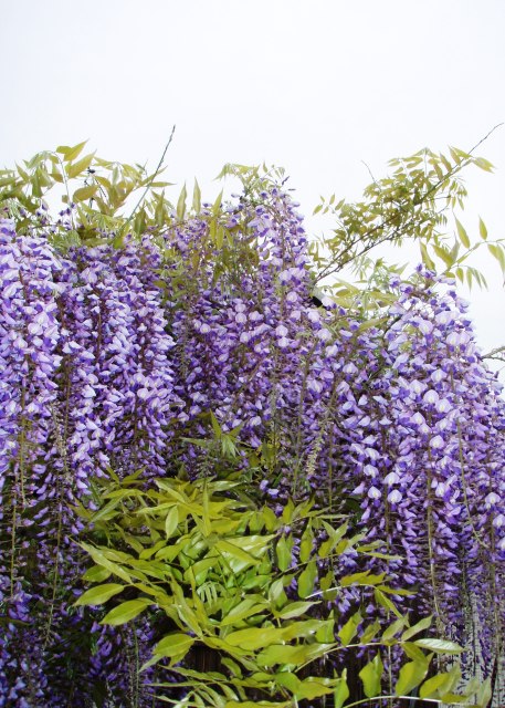 藤の花