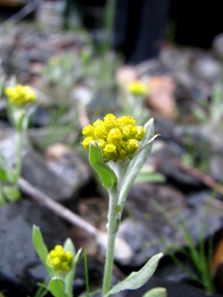 季節時計…フジの花