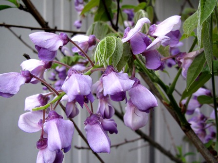 季節時計…フジの花