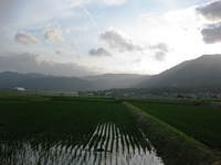 田んぼの風景・・ながめて