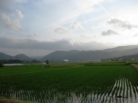 田んぼの風景・・ながめて