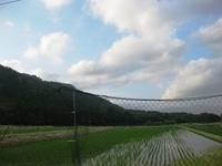 田んぼの風景・・ながめて