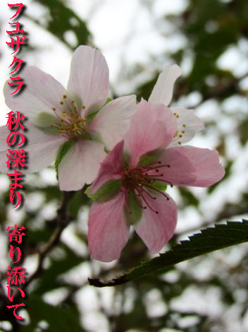 音声ガイド・・・高島市