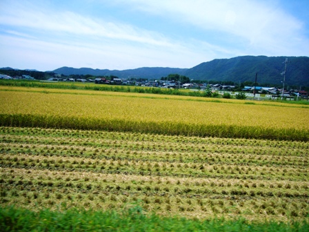 稲刈りちょっと本格化・・今津町一部地域で。