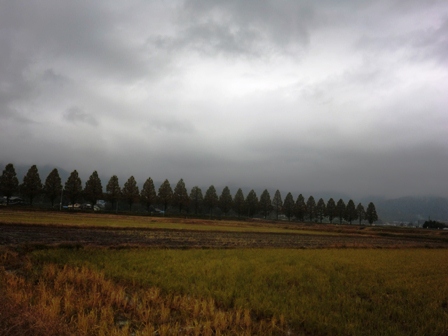 冷たい晩秋の雨・・しっとり