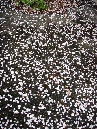 舞い散る・桜