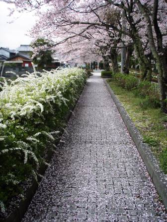 舞い散る・桜