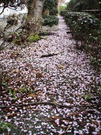 舞い散る・桜