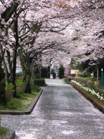 舞い散る・桜