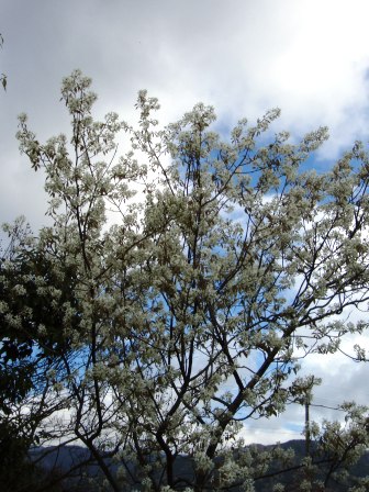 木々も・・