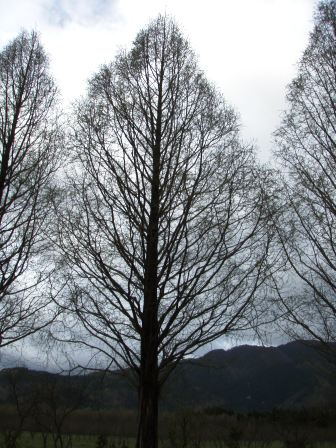 木々も・・