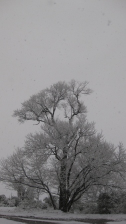 大雪警報・・雪ネタで