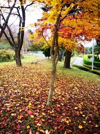 枯れ葉舞う