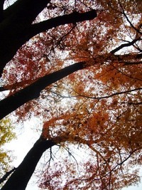 枯れ葉舞う