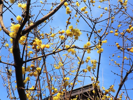 濃霧の後は・・蠟梅
