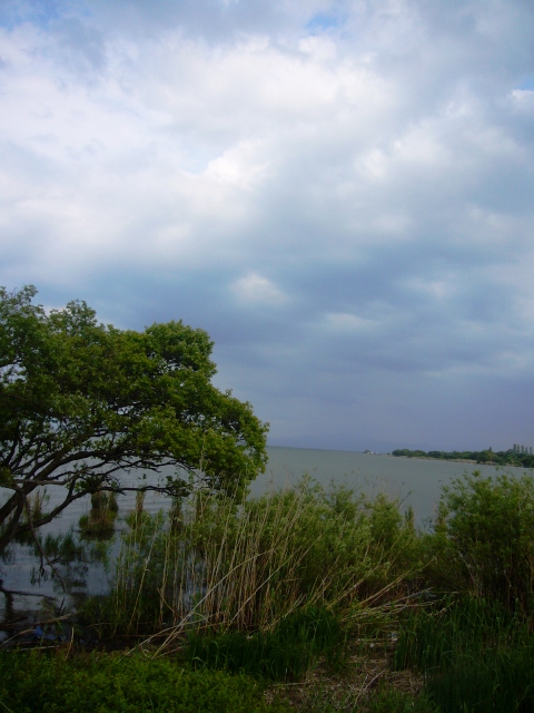 私の好きな、びわ湖岸・風景４