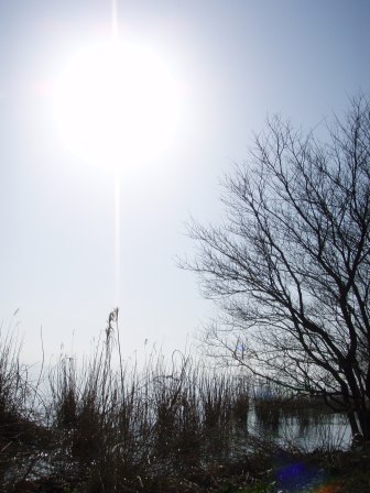 琵琶湖岸・木々たち