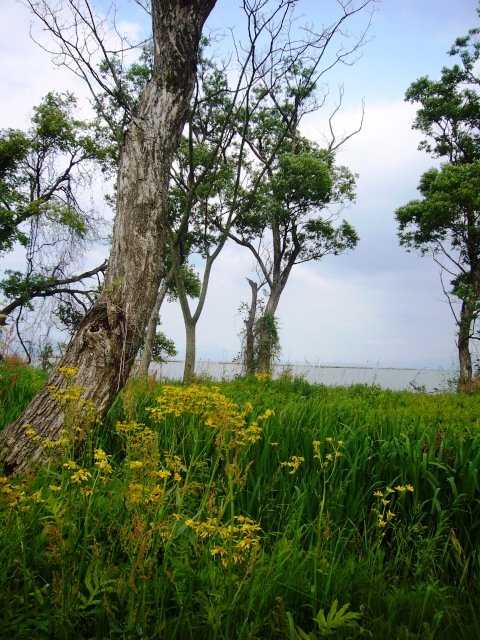 私の好きな、びわ湖岸・風景４