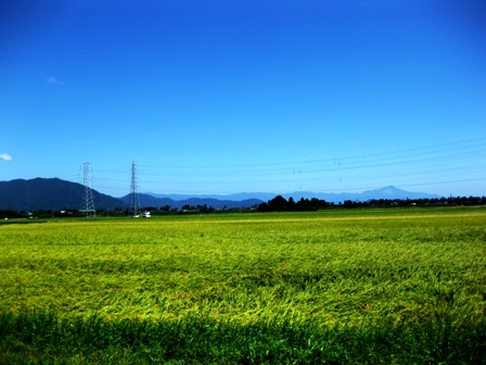 滑らかに・・野分けも一緒に黄金の波