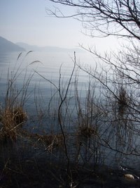 琵琶湖岸・木々たち