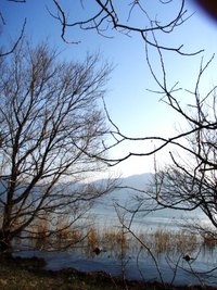 琵琶湖岸・木々たち