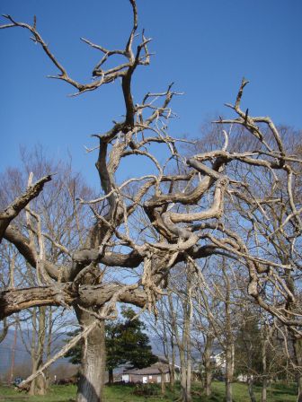 琵琶湖岸・木々たち