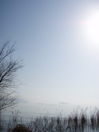 琵琶湖岸・木々たち