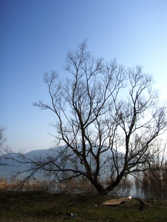 琵琶湖岸・木々たち