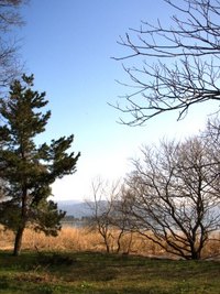 琵琶湖岸・木々たち