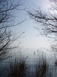 琵琶湖岸・木々たち
