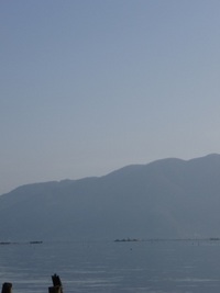 琵琶湖岸・木々たち