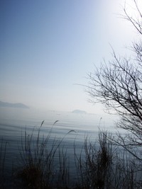琵琶湖岸・木々たち