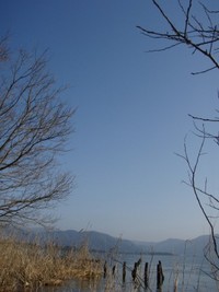 琵琶湖岸・木々たち