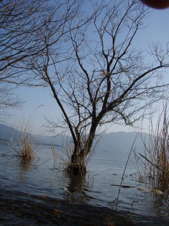 琵琶湖岸・木々たち
