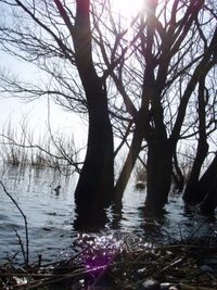 琵琶湖岸・木々たち