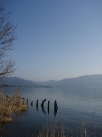 琵琶湖岸・木々たち