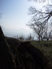 琵琶湖岸・木々たち