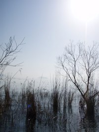 琵琶湖岸・木々たち