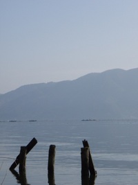 琵琶湖岸・木々たち
