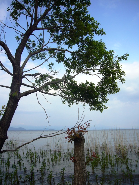 私の好きなびわ湖岸・風景２