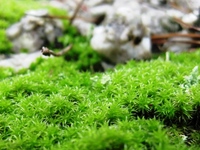 雨の日は、小さな苔の真緑