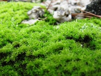 雨の日は、小さな苔の真緑