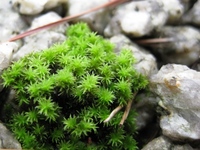 雨の日は、小さな苔の真緑