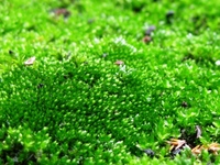 雨の日は、小さな苔の真緑