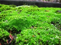 雨の日は、小さな苔の真緑